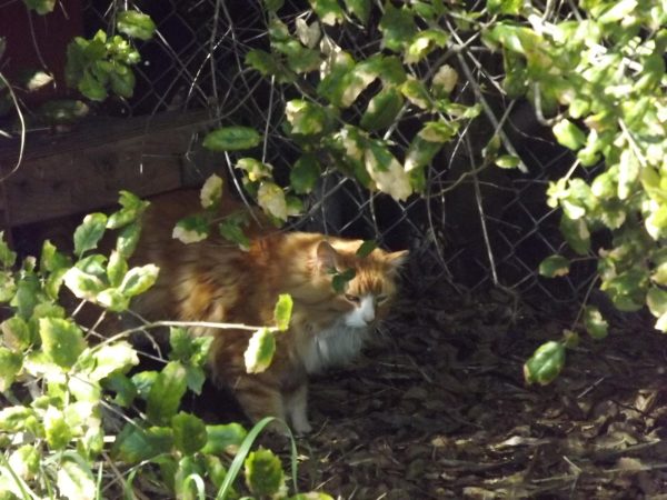 Surrounded by two bushes, a fluffy orange and white cat pops his head out from underneath a cat shelter. Hes large, is mostly orange except for the white patches on his face and chest, and is slightly irritated with the human photographer starring at him.