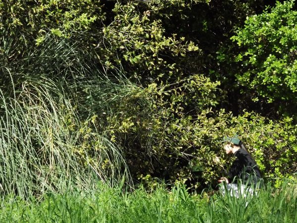 A girl crouches in front of green bushes, shes on the far right. Shes turned towards a whole in the brushes and is trying to coax out two cats in the bushes.