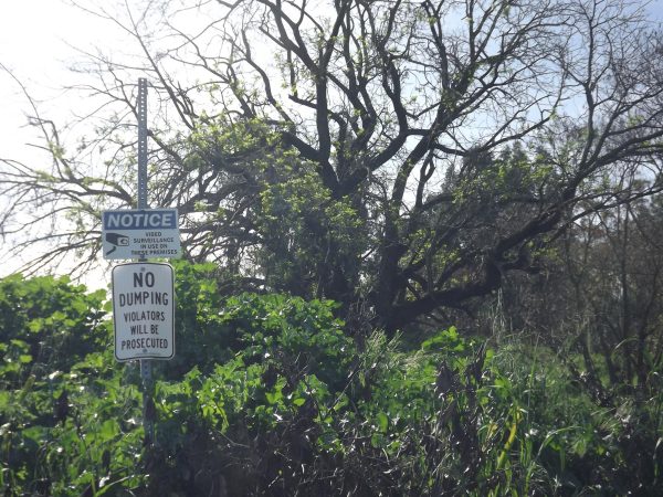 On the righthand side, a sign is posted that states "No dumping. Violators will be prosecuted." as well as a sign on top stating "NOTICE video surveillance in use on these premises." This is surrounded by shrubbery and trees, placed outside one of the cat feeding stations.